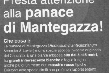 Comunicazioni inerenti la specie erbacea aliena invasiva 